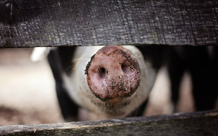 Újabb 25 ezer sertést ölnek le Romániában