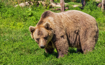 Medve támadt egy udvaron játszó kislányra Erdélyben